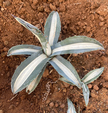 AGAVE AMERICANA MEDIOPICTA