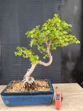 bonsai di ciliegio cinese h 45