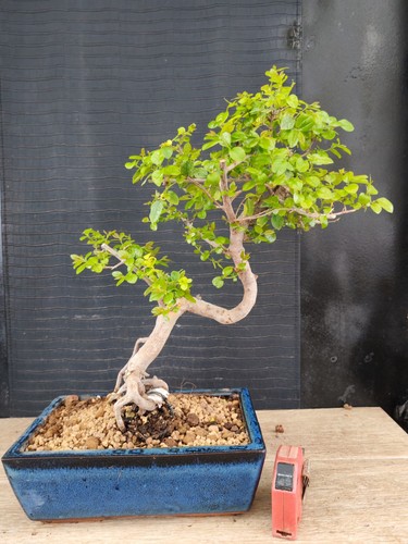 Bonsai ciliegio cinese - di,