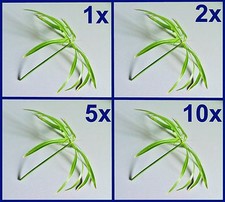 *PALMA D'ACQUA* erba di Cipro