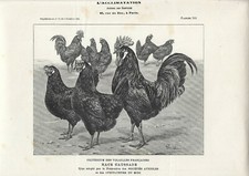 Stampa antica GALLI e GALLINE