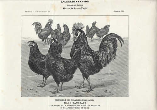 Stampa antica galli - e, galline