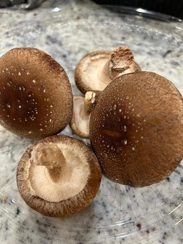 Fungo shiitake semi 20 - -, gr