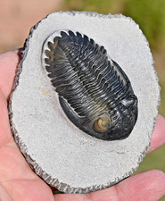 Fossile di trilobite