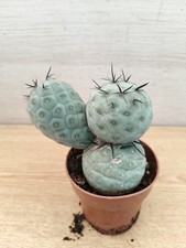 9892  TEPHROCACTUS Geometricus