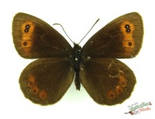 Set Di Farfalle Scotch Argus