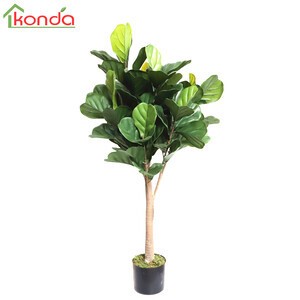 Pianta ficus lyrata - ficus,