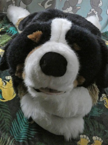 Peluche berner sennenhund - berner,