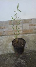 Pianta bambu bamboo