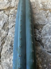 Pachanoi, 'INMORTALES' 70 cm +