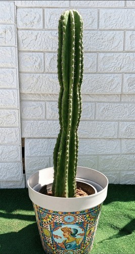 Cactus cereus - cactus,