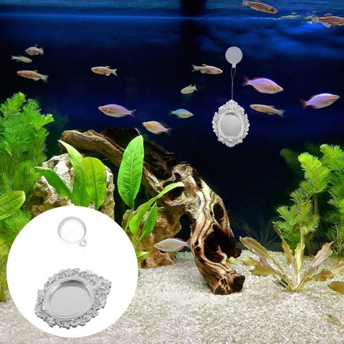 Pezzi betta fish - fish, specchio