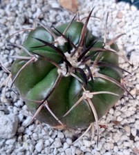 Discocactus Crystallophilus