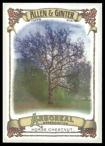 Ippocastano 2021 topps - ippocastano, &