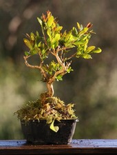 Prebonsai Melograno  (85)