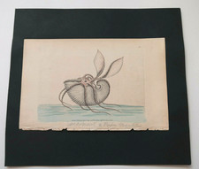 Gravure aquaréllée shaw - aquaréllée,