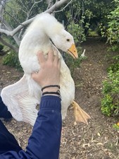 Uova Feconde Di Oca Romagnola