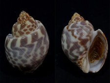 Babyloniidae, Babylonia spirata, Tamil Nadu, India, 59,2 mm, SELECTED W/O