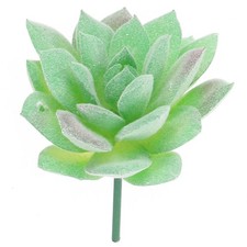 Piante grasse in miniatura