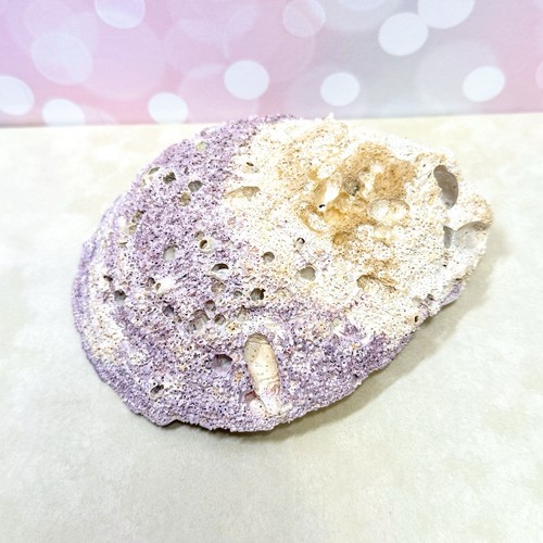 Conchiglia ostrica spinosa - conchiglia,