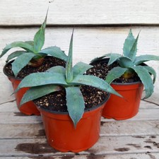 Agave ovatifolia, diam