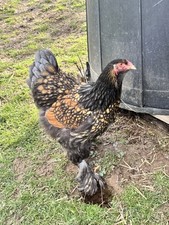 Uova feconde Di Brahma