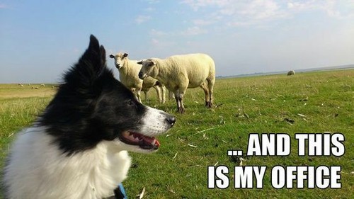 Border collie magnete - border,