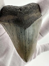 Dente di squalo fossile vero naturale - dente megalodonte da 3 pollici con grandi dentellature