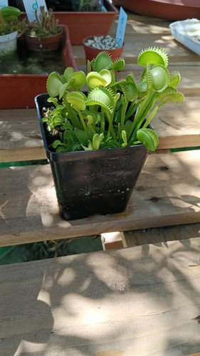 Dionaea muscipula harmony - muscipula, 'harmony'