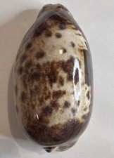 Cypraea testudinaria, South