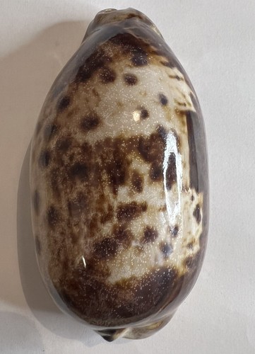 Cypraea testudinaria south - testudinaria,,