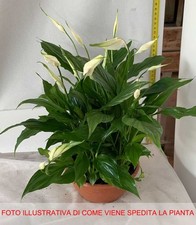 1 PIANTA DI SPATHIPHYLLUM