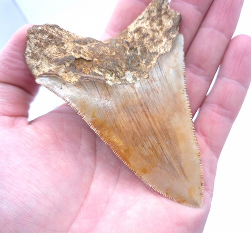 Dentellato affilatamente - , al