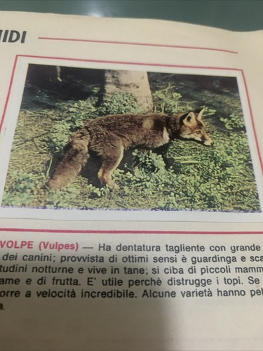 Figurina animali ed - figurina, n.90