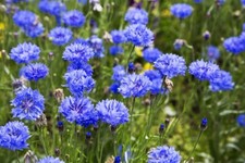 Fiordaliso Dwarf Blue -