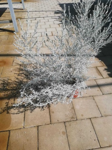 Eremophila nivea v17 - eremophila,