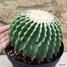 Echinocactus grusonii inermis