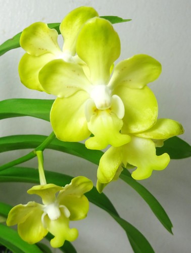Vanda denisoniana formato - vanda, denisoniana,