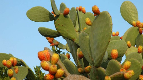 Opuntia ficus indica fico - opuntia,