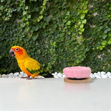  2 Pcs Nidi Per Uccelli Nido