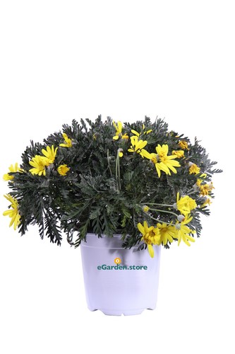 Pianta euryops - pianta, di