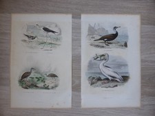 2 Gravures Oiseaux couleur