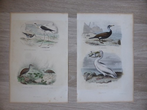 Gravures oiseaux couleur - oiseaux,