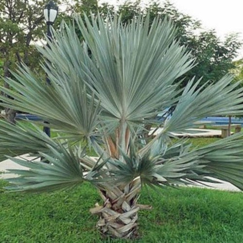 Brahea armata palma blu - brahea,