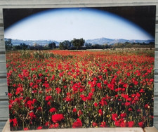 80's - FOTOGRAFIA QUADRO 60X50X1,5CM CAMPO DI PAPAVERI SAN BENEDETTO DEL TRONTO