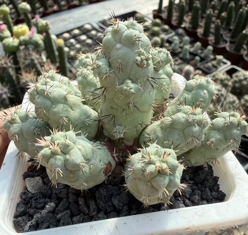 Boutique cm ortegocactus - boutique,