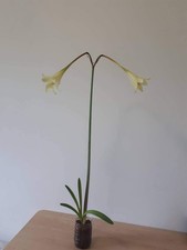 Hippeastrum aulicum X elegans