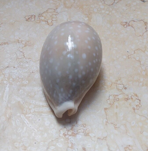 Camelopardalis cypraea wow - f,