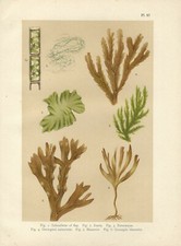 Stampa antica ALGHE LATTUGA DI MARE FUCUS ECTOCARPU  botanica 1919 Antique print