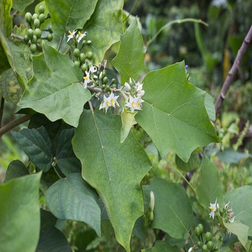 Turkey berry leaves - berry,